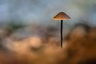 Ein letzter Pilz