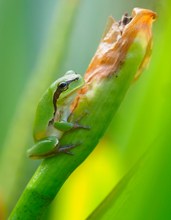 Babyfrosch in seinem Umfeld