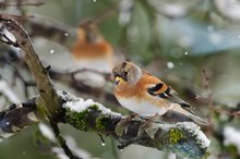 Berginken - Unsere Wintervögel