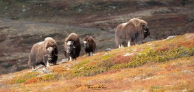 Moschusochsen auf der Anhöhe