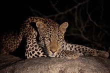 Überraschung in der Dunkelheit