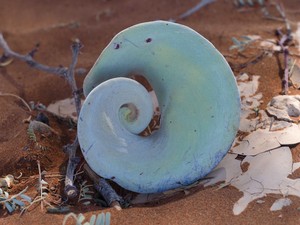 Vom Kameldornbaum gefallen