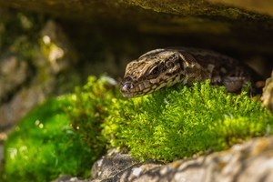 My home is my castle