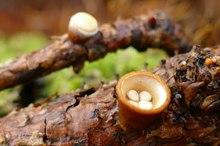 Der Tiegel-Teuerling