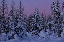Blaue Stunde im Harz