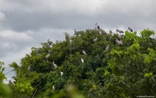 Versammlung der Störche
