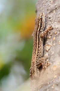 Kleines Kap Zwerggecko