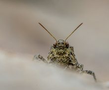Wachteleier auf Felsengesicht