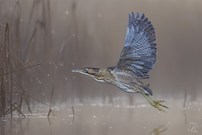 Mein liebster Reiher