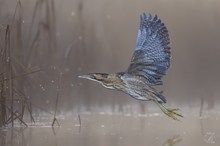 Mein liebster Reiher