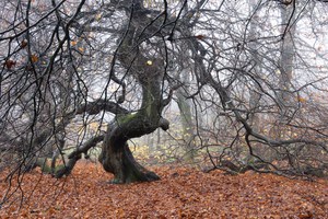 Süntelbuche im Nebelwald