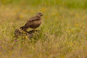 Misstrauischer Blick
