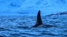 Orca im Fjord vor Skjervoy