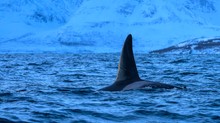Orca im Fjord vor Skjervoy