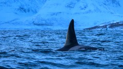 Orca im Fjord vor Skjervoy