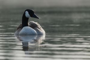 Kanadagans am Morgen