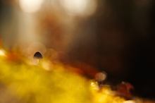 PILZMAGIE mit diffusen Sporenplanzen