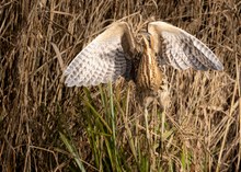Start der Rohrdommel