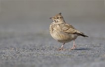 rennender Straßenfeger wird nie "pflastermüde"