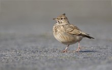 rennender Straßenfeger wird nie "pflastermüde"