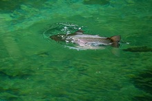 Eine Eintagsfliege gepflückt