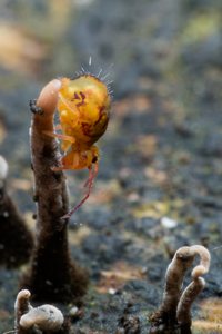 Heute im Kletterwald