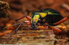 Laufkäfer mit blindem Passagier