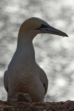 Basstölpel gegen das Licht