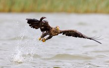 Seeadler