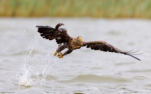 Seeadler