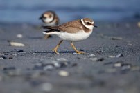 Sandregenpfeifer