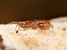 Ein überraschend schneller und effektiver Jäger