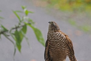 Der Sperber kommt eben oft