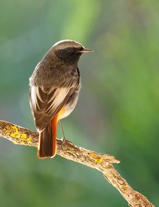 Vogel des Jahres 2025