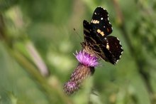 Landkärtchen,Sommerversion