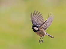 Tannenmeise im Abflug