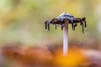 Mein neuer Kronleuchter