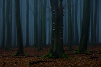 Nebel in der Stubbenkammer