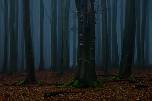 Nebel in der Stubbenkammer