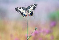 Morgens ist die Welt noch in Ordnung