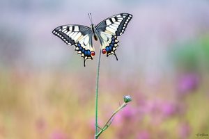 Morgens ist die Welt noch in Ordnung