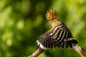 Ich hab' die Flügel schön :-)