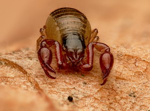 Schwierig zu fotografieren, schwierig zu bestimmen