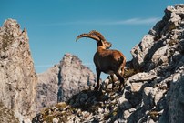 König der Allgäuer Hochalpen