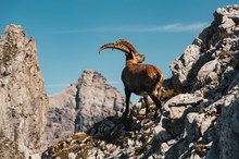 König der Allgäuer Hochalpen