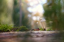 Mäuseschwanz-Rübling