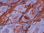 Zwei Weihnachtswichtel