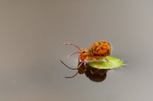 Kugelspringer mit Surfbrett