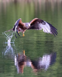 Rotmilan im letzten Sonnenlicht