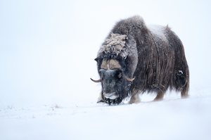 Wo bleibt der Winter